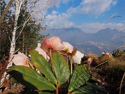 24 Helleborus niger (Ellebori) in piena fioritura con vista in Alben e Suchello